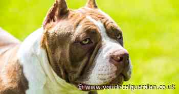 The south London postcodes with the most XL Bullies