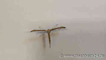 Rätselhaftes Insekt in Bergen entdeckt: Wer kann es identifizieren?