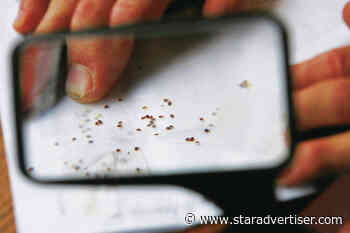 Invasive species bills face chopping block