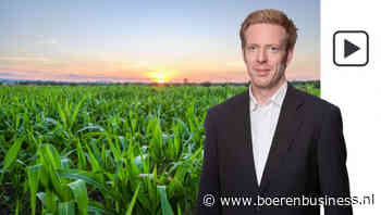 Maïs klettert onderuit na Amerikaanse areaalcijfers