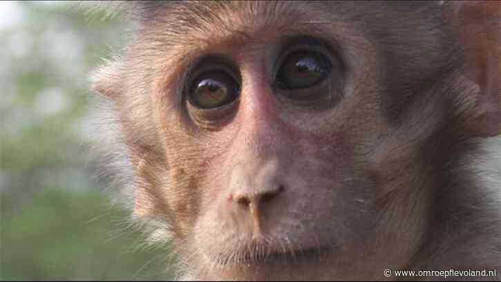 Almere - Honderden huisdieren nu verboden, Stichting AAP streed er jarenlang voor