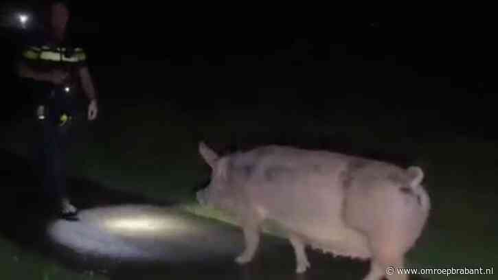 Varken ontsnapt op trouwdag eigenaren en raakt op ramkoers met agent