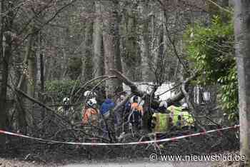 Gemeente schuldig aan dood van wandelaar die omgevallen boom op zich kreeg: “Voldeed niet aan de verplichting om een veilig wegennet aan te bieden”
