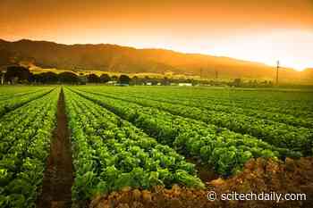 Groundbreaking Discovery: How Zinc Could Change Farming Forever