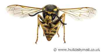 Warning drivers could face huge fine if a wasp enters their car