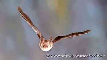 Hermann-Hesse-Bahn: Fledermäuse brauchen auch Wald in Althengstett