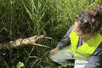 Bever verovert het Klaverblad: “Hij kan via de Mangelbeek veilig naar de overkant zwemmen”