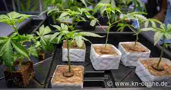 Cannabisanbauvereine können seit 1. Juli starten – aber wie?