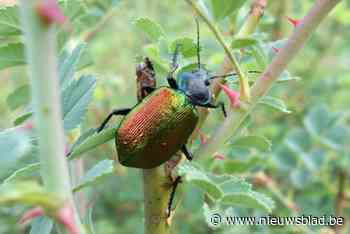 In Genk gekweekte Grote Poppenrover moet strijd aangaan met eikenprocessierups
