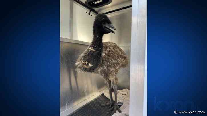 Doug the emu reunited with owner after getting loose in Leander Monday