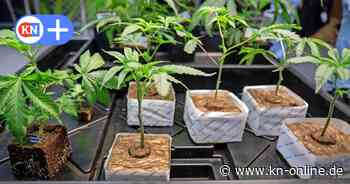 Millionenkosten für Prüfung von Cannabis-Vereinen in Schleswig-Holstein