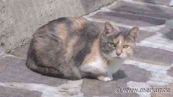„Unnahbare Schönheit“: Katze Carla hatte wohl nie ein richtiges Zuhause