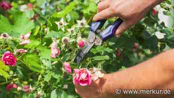 Gärtnern nach dem Mondkalender: Was im Juli 2024 zu tun ist