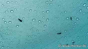Mückenplage im Sommer: Warum Regen kein Schutz ist