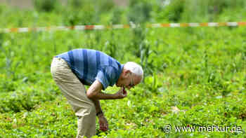Landratsamt warnt Erdbeerdiebe: Beim Betreten der Felder drohen gesundheitliche Probleme