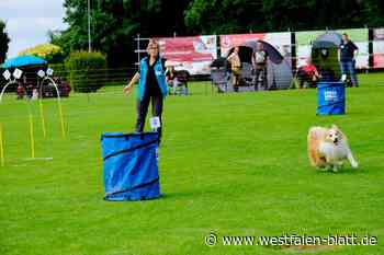 In Hiddenhausen gibt's Hindernislauf für Hunde – auch mit Handicap