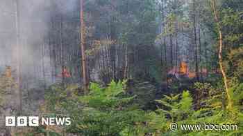 Large fire breaks out at forest and heath site