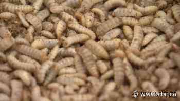 Flies as pet food? Sask. team wants to boost insect's potential as sustainable protein source