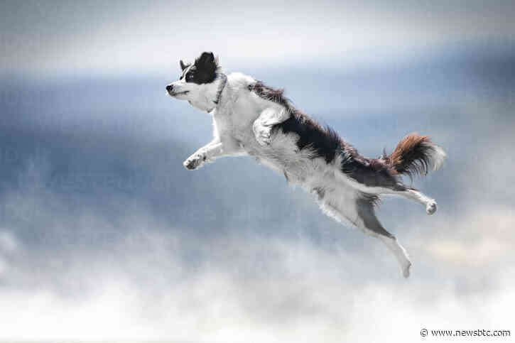 Dogwifhat (WIF) Jumps 21% As Analysts See $4.5 Price Tag