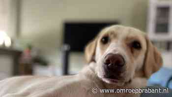 Emotioneel weerzien tussen vermiste hond Leon en baasjes