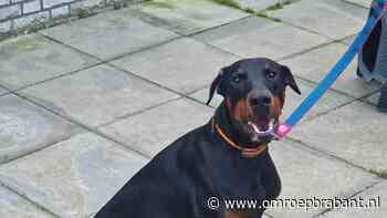 112-nieuws: hond achtergelaten bij boom • stroomstoring Woudrichem