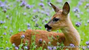 Rehkitze an der A93 unterwegs – Mutter kurz zuvor bei Wildunfall auf der Autobahn verstorben