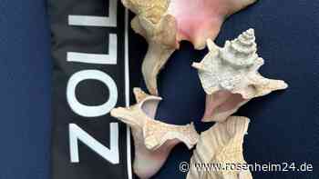 Dreimal Strombus gigas Linnaeus - Rosenheimer Zoll macht seltenen Fund in Paket aus der Karibik