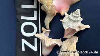 Dreimal Strombus gigas Linnaeus - Rosenheimer Zoll macht seltenen Fund in Paket aus der Karibik