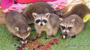 Sask. woman rehabs baby raccoons after mothers are shot and killed