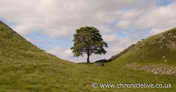 Sycamore Gap art to be installed on anniversary of tree's felling as artists commissioned