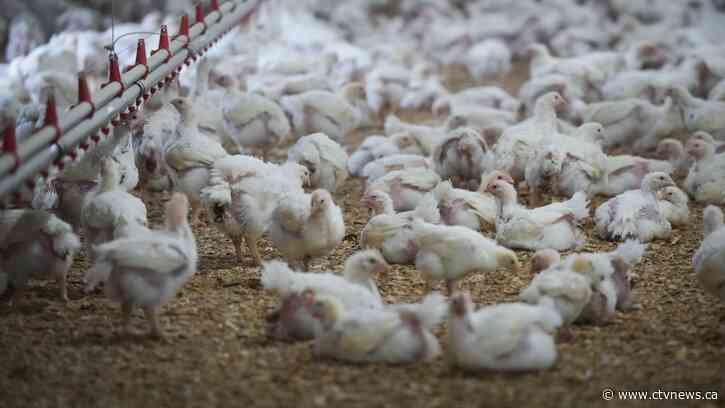 Scientists wary of bird flu pandemic 'unfolding in slow motion'