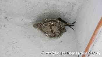 Hausbesitzer schlägt Schwalbennester ab: Nabu meldet Vorfall in Ulm