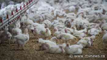 Scientists wary of bird flu pandemic 'unfolding in slow motion'