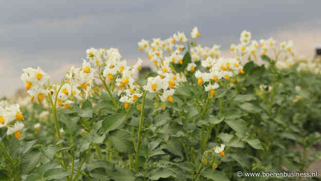 Aardappelteelt hangt van onzekerheden aan elkaar