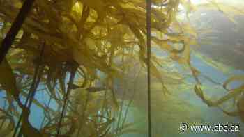 Underwater gardeners work to restore B.C.'s crucial kelp forests