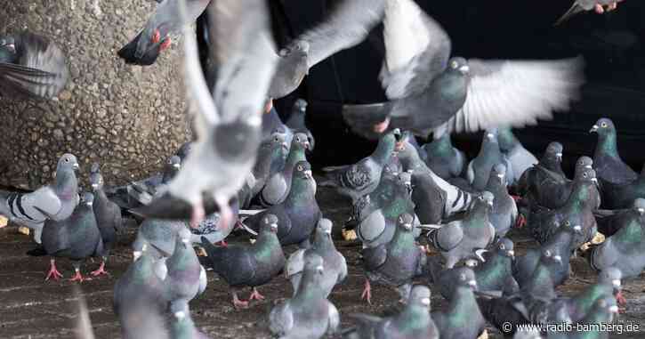 Tierschützer fordern langfristige Lösung für Stadttauben