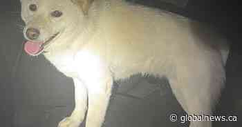 Police officers rescue dog found wandering on highway in Oakville