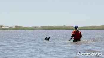 100 dolphins rescued from low tide in Cape Cod