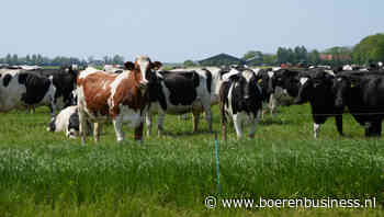 Opklimmende melkprijzen bij A-ware en Leerdammer