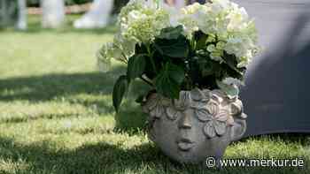 Blumenerde für Hortensien im Topf? Keine gute Idee