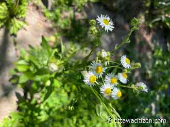 The City Gardener: Better living through chemistry, Part II 