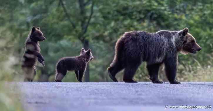 Uccise l’orsa Amarena, chiuse le indagini: “Voleva eliminare anche i cuccioli”. La Procura: “Fu un’azione crudele”