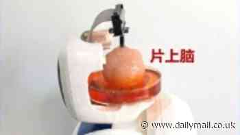 Chinese scientists create Frankenstein robot that has a HUMAN BRAIN