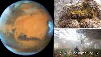 Could this plant make Mars habitable? Desert moss found in Tibet that can survive freezing temperatures and lethal cosmic rays could help terraform the Red Planet, study says
