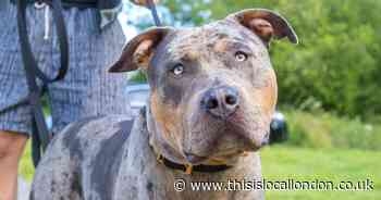 The number of XL Bully dogs in Thamesmead revealed