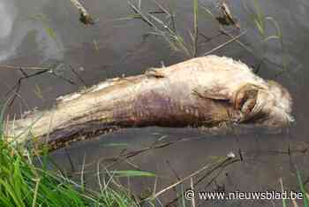 Enorme roofvis van 1,85 meter dood aangetroffen in Schulensmeer: dier moet met kraan uit water gehaald worden