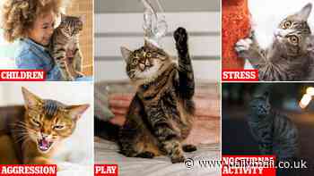 Revealed: The triggers that make cats scratch your furniture, according to scientists