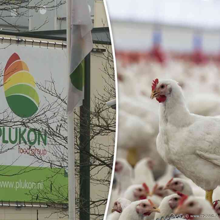 Kippenslachterij mag definitief fors uitbreiden: 360 duizend kippen per dag geslacht