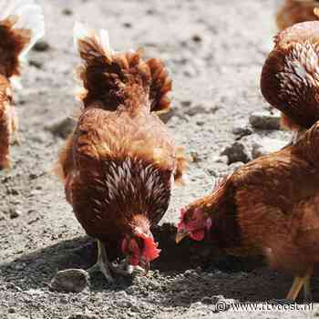 Vogelgriep vlak over de grens in Duitsland: vervoersverbod in deel van Overijssel