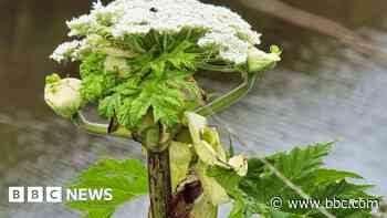 Families warned of flourishing giant hogweed